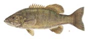 Picture of Black Bass