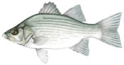 picture of white bass