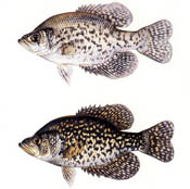 picture of Crappie
